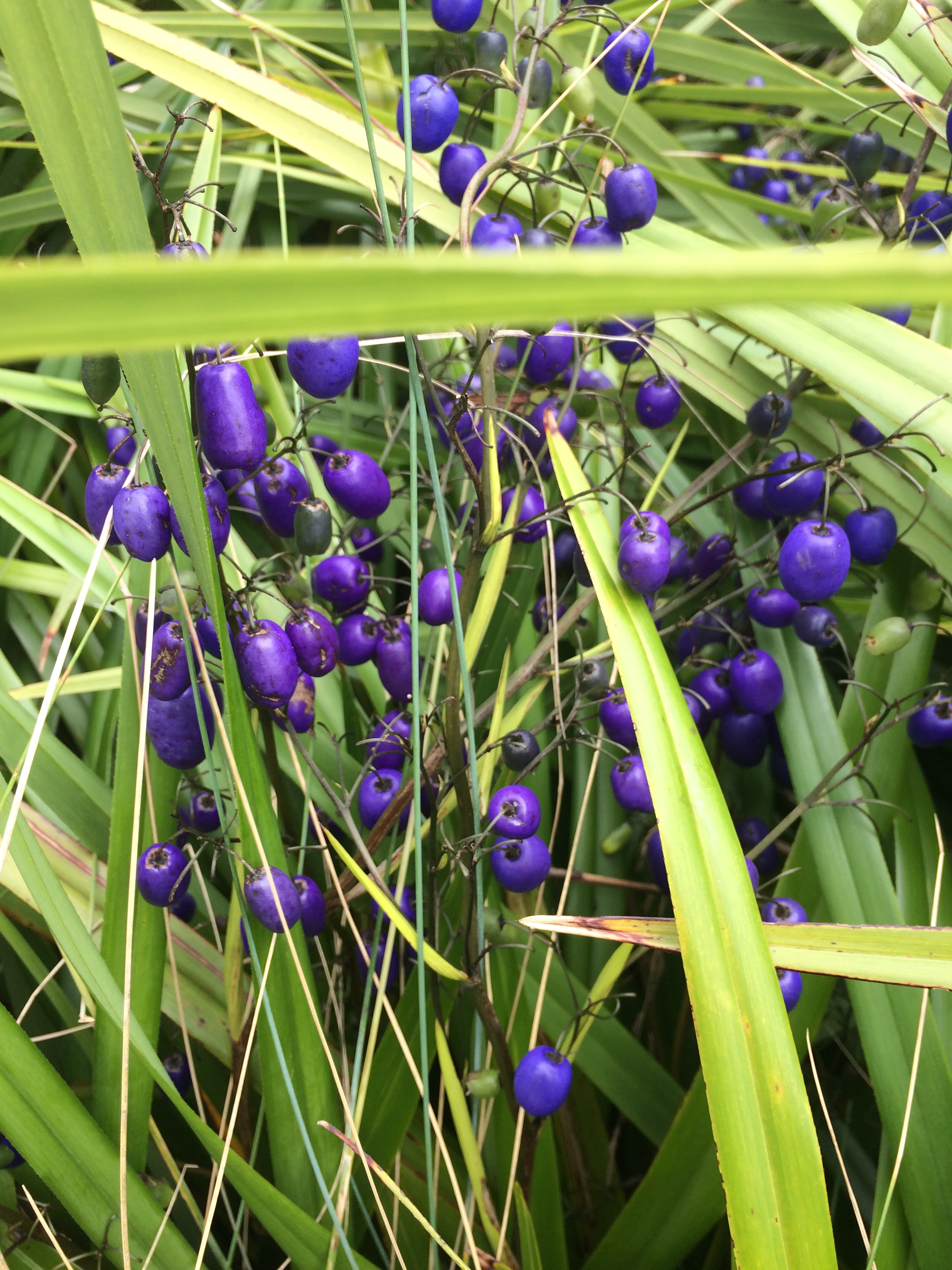 dianella